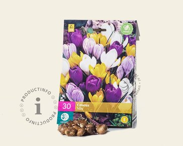 Crocus Grootbloemig Mix