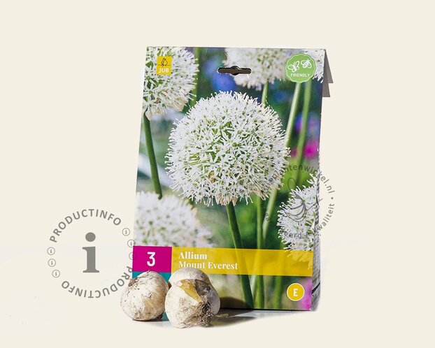 Allium 'Mount Everest'