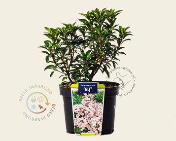 Kalmia latifolia 'Elf' image