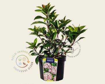 Kalmia latifolia 'Ginkona'