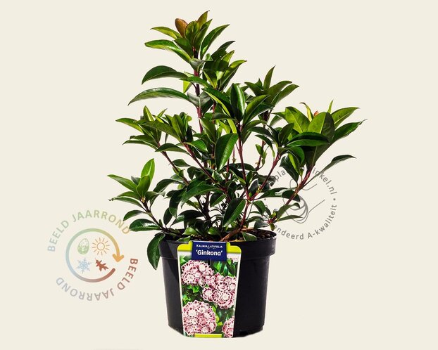 Kalmia latifolia 'Ginkona'