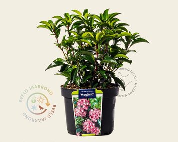 Kalmia latifolia 'Mayland' image