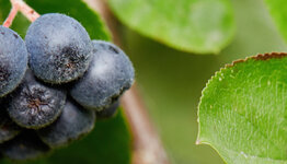 Appelbes  image