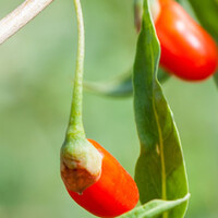 Goji bessen