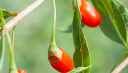 Goji bessen image