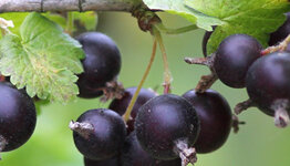 Jostabes image