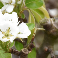 Oude perenbomen
