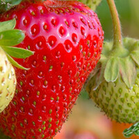 Doordragende aardbeien