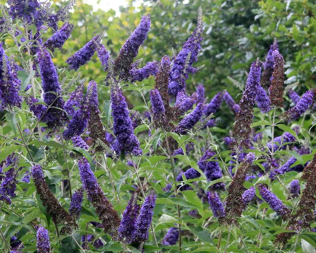 Buddleja davidii 'Empire Blue'