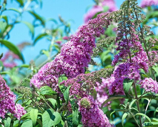 Buddleja davidii 'Pink Delight'