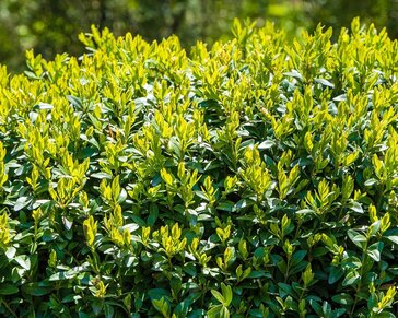 Buxus - kegelvorm