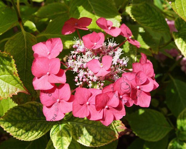 Hydrangea macrophylla 'Rotkehlchen'