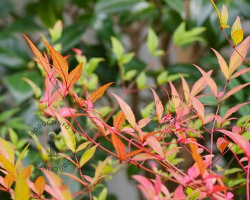 Nandina domestica 'Magical Sunrise'