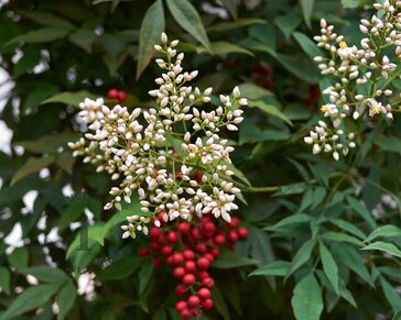 Nandina domestica