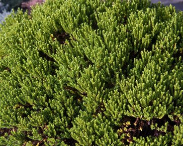 Hebe 'Emerald Gem'