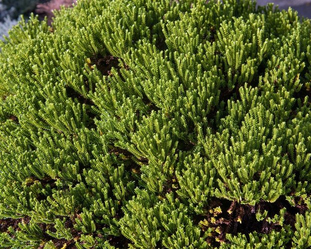 Hebe 'Emerald Gem'