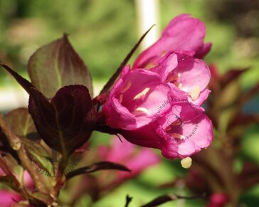 Weigela florida 'Minor Black'