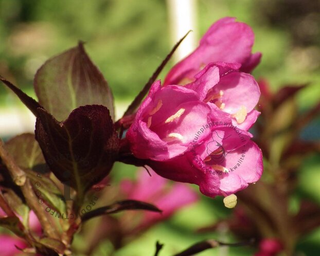 Weigela florida 'Minor Black'
