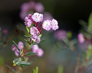 Kalmia polifolia