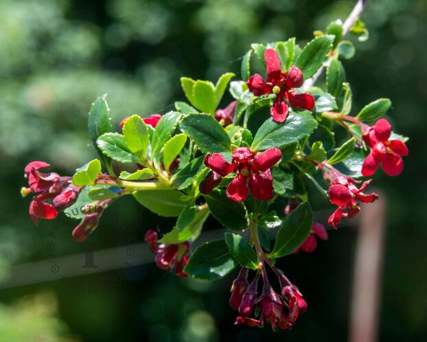 Escallonia 'Red Dream'