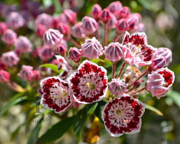 Kalmia latifolia 'Minuet'