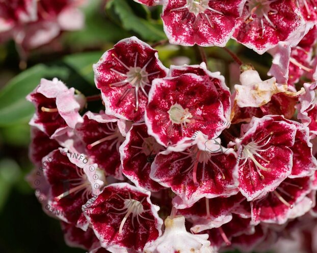 Kalmia latifolia 'Heart's Desire'