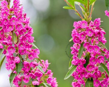 Kalmia angustifolia 'Rubra'