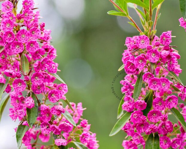 Kalmia angustifolia 'Rubra'