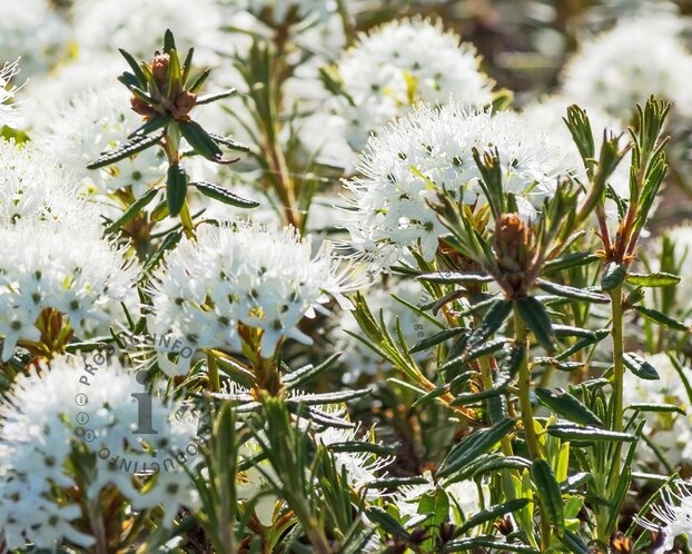 Rhododendron/Ledum groenlandicum 'Compactum'