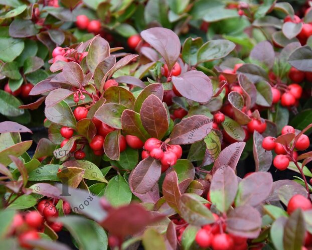 Gaultheria procumbens