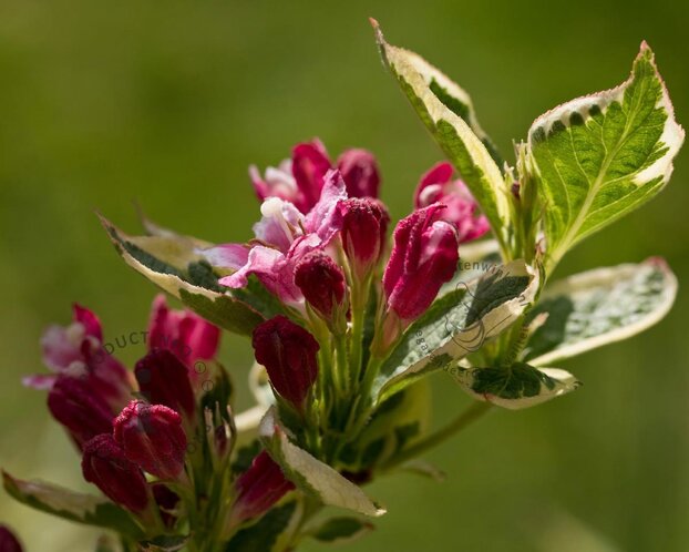 Weigela florida 'Monet'