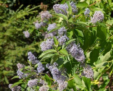 Ceanothus delilianus 'Gloire de Versailles'