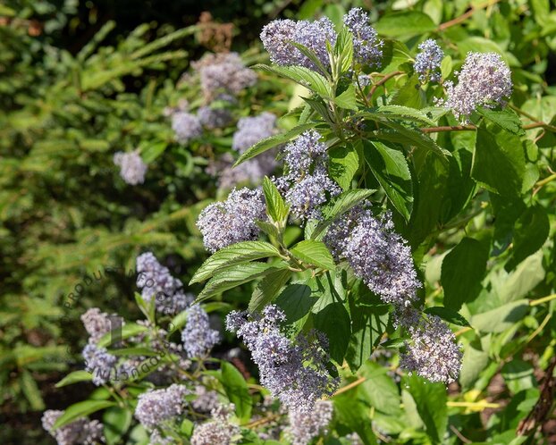 Ceanothus delilianus 'Gloire de Versailles'