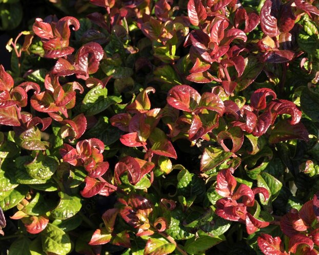 Leucothoe axillaris 'Curly Red'