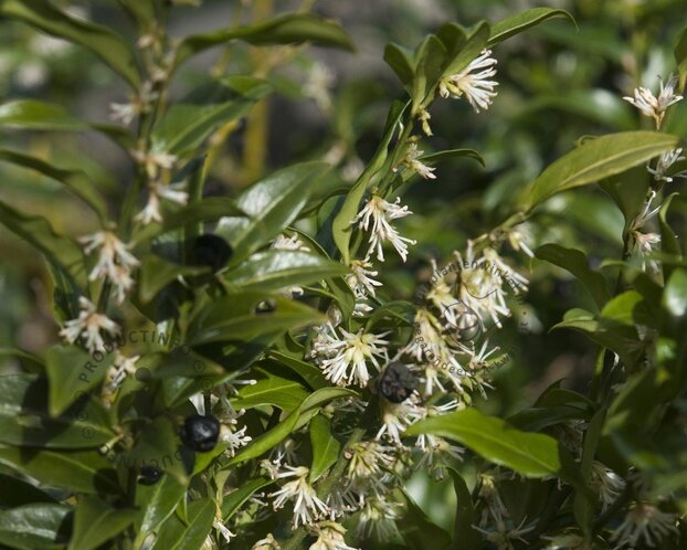 Sarcococca hookeriana var 'Humilis'
