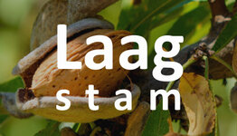 Amandelboom laagstam image