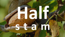 Amandelboom halfstam image
