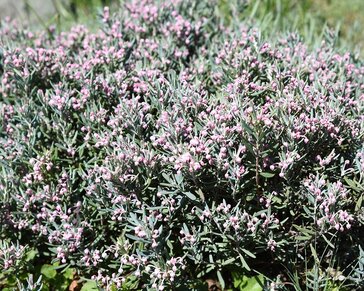 Andromeda polifolia 'Blue Lagoon'