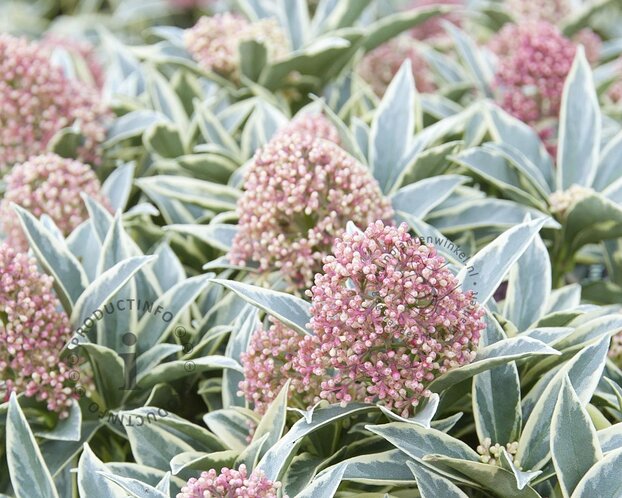 Skimmia japonica 'Magic Marlot'
