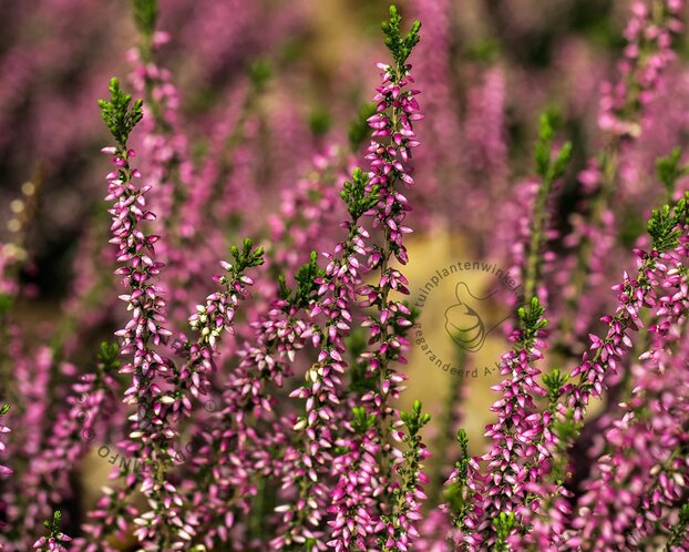 Calluna vulgaris 'Beauty Ladies Marica' - Roze
