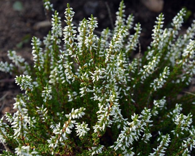 Calluna vulgaris 'Beauty Ladies Verenka' - Wit
