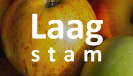 Laagstam appelboom image