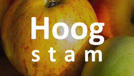 Hoogstam appelboom image