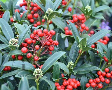 Skimmia japonica 'Red Diamond'
