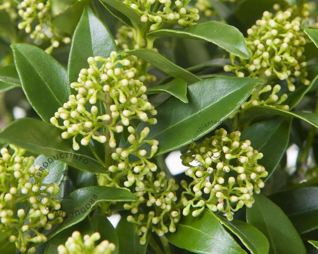 Skimmia japonica 'White Dwarf'