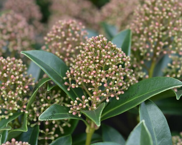 Skimmia japonica 'Marlot'