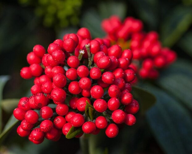 Skimmia reevesiana