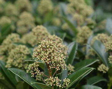 Skimmia japonica 'Fragrant Cloud'