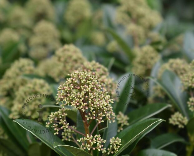 Skimmia japonica 'Fragrant Cloud'