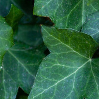 Hedera